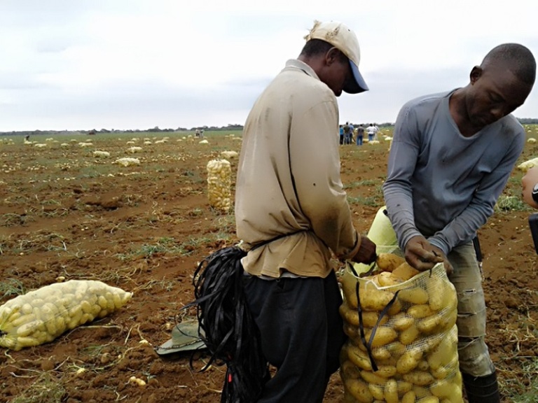 La Empresa Agropecuaria Horquita cuenta con seis escenarios de colaboración internacional en pos de mayores rendimientos./Foto: Tomada de Internet