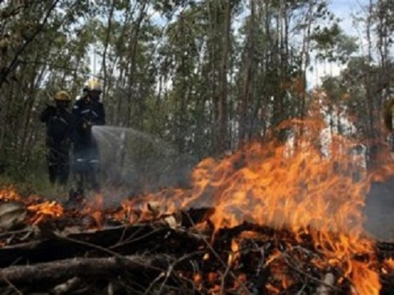 Es vital la responsabilidad de quienes disponen del patrimonio forestal para evitar incendios. /Foto: Radio Ciudad del Mar
