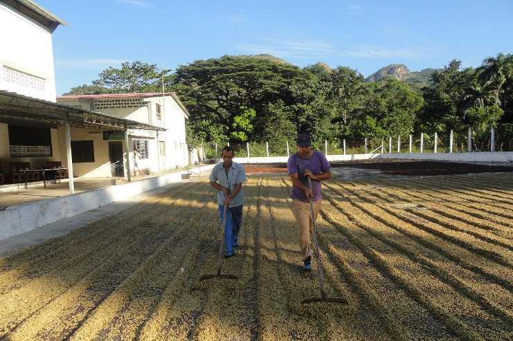 La despulpadora ecológica de San Blas realiza el proceso primario de beneficio del café de nueve formas productivas, de las 21 con las que cuenta la empresa, desde El Sopapo-El Naranjo, hasta Hoyo de Padilla. /Foto: Magalys