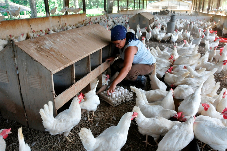 Cienfuegos mantiene sostenidos resultados en la producción de huevos. /Foto: Juan Carlos Dorado