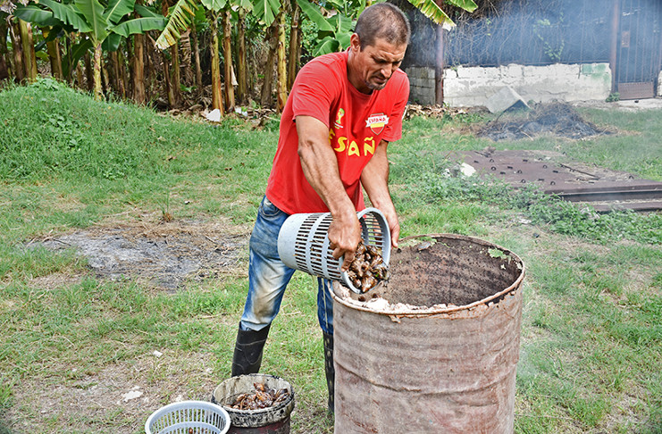 El departamento de Sanidad Vegetal de Cienfuegos incrementa la vigilancia del caracol gigante africano, presente hoy en 54 municipios cubanos. /Foto ilustrativa, tomada de Internet
