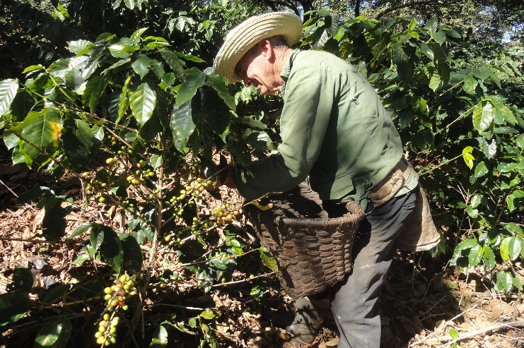 Para Manuel Seara Capdevila, octogenario de El Sopapo, el café es su mundo. /Foto: Magalys