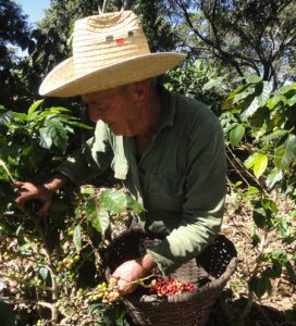 Con pasmosa habilidad Manuel recoge los granos y el jolongo se colma de rojas cerezas. Si no dice de sus 80 años nadie le creería. /Foto: Magalys