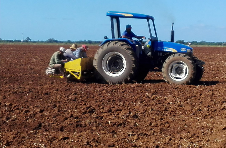 Campos sembrados con semilla de alta calidad, la garantía del paquete tecnológico y el aseguramiento del riego permiten augurar rendimientos por encima de las 21 toneladas por hectárea. /Foto Armando