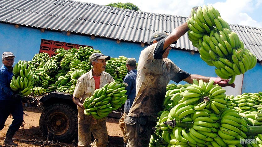 Cargas ilegales de plátano fueron decomisadas. / Foto: Periódico Invasor