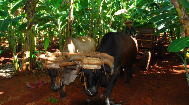 El incremento de la tracción animal ha sido de las alternativas del campesinado cienfueguero para contrarrestar la desfavaorable coyuntura energética del país. /Foto: Juan Carlos Dorado