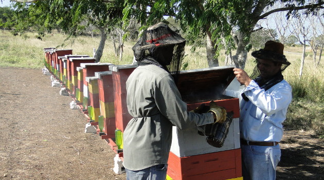 El incremento de los rubros exportables y la sustitución de importaciones está entre las prioridades del sistema de la Agricultura en Cienfuegos. / Foto: Efraín Cedeño