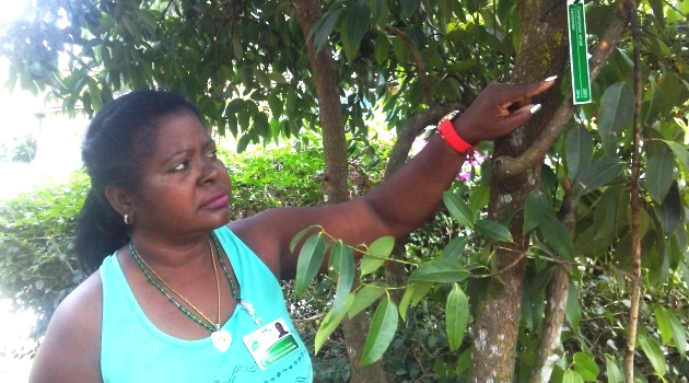 La especialista Amarilis González Jiménez es líder del proyecto de rescate de la canela y muestra este ejemplar adulto en el jardín cienfueguero. / Foto: Dagmara