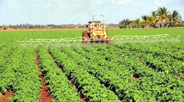 El Thrip oriental está reportado en Cuba desde 2010 y hoy afecta cultivos de frijol en Horquita y Juraguá./Foto: Tomada de Internet