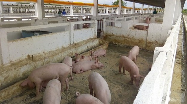 Con las naves rescatadas de los otroras integrales porcinos puede incrementarse la capacidad de ceba de la masa/ Foto: Internet