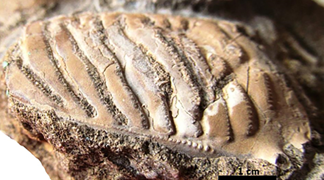 Vista lateral y dorsal del caparazón parcial del Vegaranina rivasi. /Foto: Alberto Arano en www.mindat.org