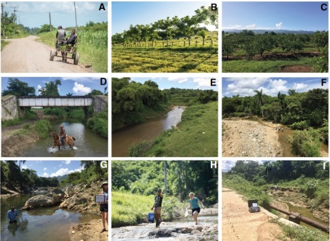 El equipo cubano-norteamericano realizó un extenso trabajo de campo y luego de laboratorio con muestras de 25 ríos del centro de la Isla./Foto: Print Screen de la publicación científica.