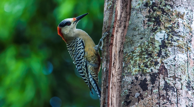 Carpintero jabao. En la Sierra del Rosario se reportan más de un centenar de especies de aves. En la reserva existe una estación de investigaciones ecológicas. Foto: Deny Extremera/ Cubadebate.