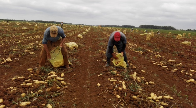 Según el comportamiento de las condiciones edafoclimáticas favorables se esperan buenos rendimientos agrícolas/ Foto: Armando Sáez