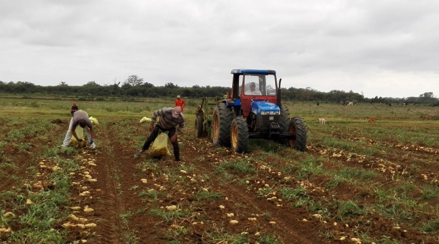 Según el comportamiento de las condiciones edafoclimáticas favorables se esperan buenos rendimientos agrícolas/ Foto: Armando Sáez