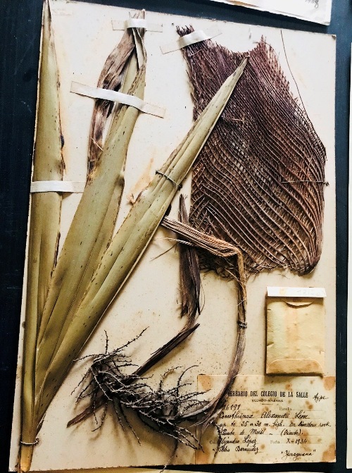 El herbario lo conforman plantas disecadas con estudios taxonómicos, la mayoría de la muestra fue hecha en el siglo pasado por científicos cubanos y extranjeros./Foto: Dagmara Barbieri