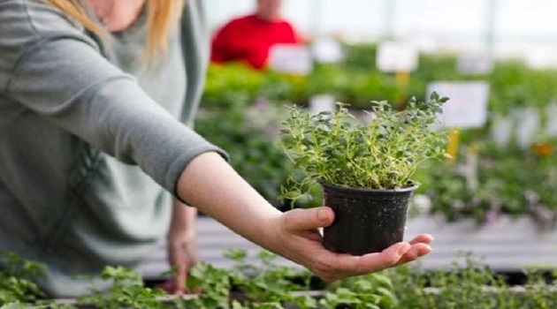 Tener a la mano una planta de tomillo es seguridad para la cocina y la salud./Foto: Tomada de Internet