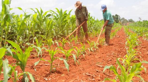 Machado Ventura llamó a alcanzar producciones superiores en cultivos como el maíz. /Foto: Otoniel Márquez