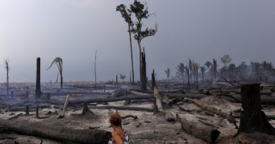 De continuar el ritmo actual de deforestación y quema, en apenas un lustro la Amazonia tropical sería una gran fuente de emisión de gases de efecto invernadero debido a los incendios forestales. Terreno quemado en la Amazonia, Brasil, 16 de septiembre de 2019. /Foto: Ricardo Moraes (Reuters)