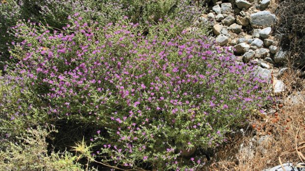 Las hojas y las flores del tomillo son las partes de la planta con mayor propiedades culinarias y medicinales./Foto: Tomada de Internet