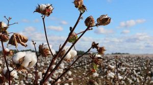 El algodón es la fibra natural más importante producida en el mundo/ Foto: Tomada de Internet