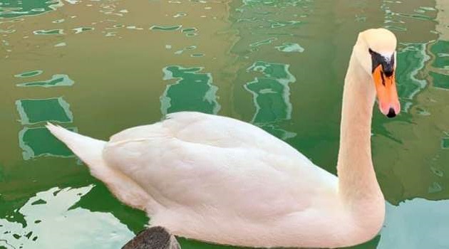 La belleza salvará al mundo, en una Venecia desierta los cisnes se recuperan de los canales..../Foto: Grupo Venezia Pulita en Facebook