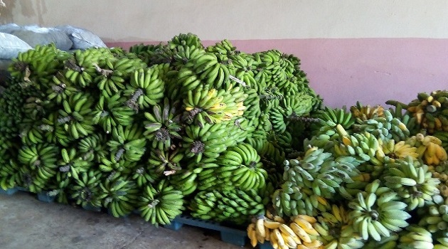 Acopio Cumanayagua: Se han incrementado  las producciones en lo que va de año. Plátano fruta. / Foto: Tay Toscano 