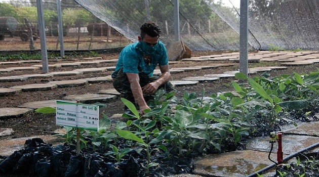 En la finca provincial de semillas las vitroplantas de plátano se someten a un proceso de adaptación. / Foto: Karla Colarte