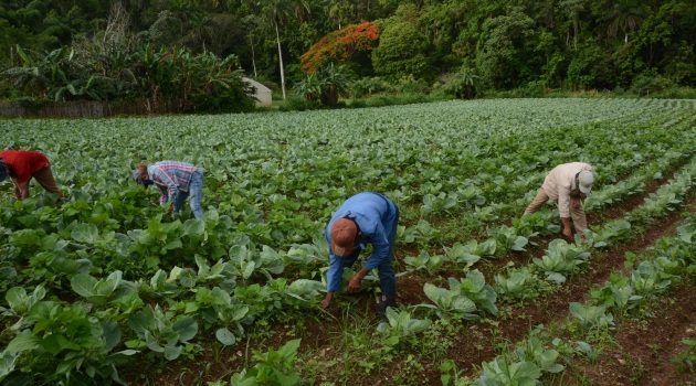 La CPA 10 de Octubre desarrolla el cultivo de la col en el valle de La Vega, así como en los asentamientos montañosos de El Sopapo y Cuatro Vientos./ Foto: Modesto Gutiérrez