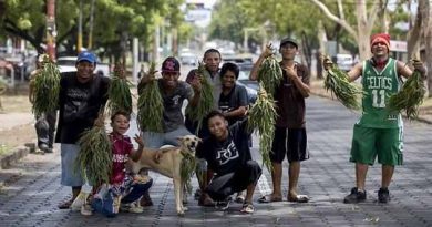 Hojas de eucalipto, última novedad a la venta en los semáforos de Managua. /Foto: Prensa Latina