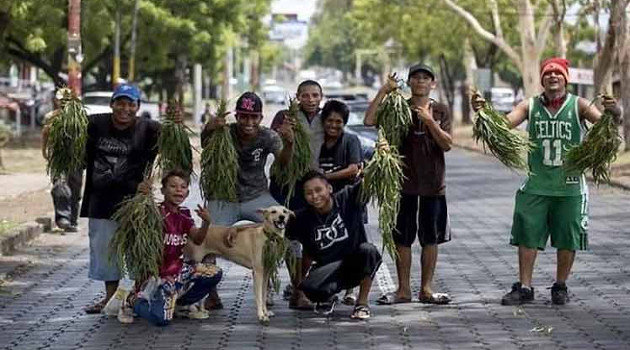 Hojas de eucalipto, última novedad a la venta en los semáforos de Managua. /Foto: Prensa Latina