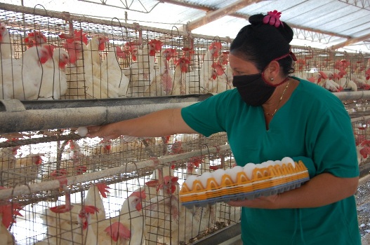 Yamely Martínez González, vive en Juraguá, y se transporta todos los días hasta la Agropecuaria, trabaja en las naves avícolas./Foto: Karla Colarte