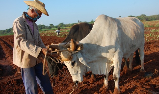 El incremento del uso de la tracción animal está entre las estrategias para disminuir el gasto de combustible, así lo corrobora el boyero Carlos Bonilla. / Foto: Karla Colarte