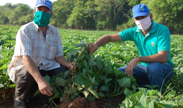 “Clones básicos de boniato y otras viandas son garantizados por el Inivit de Santo Domingo”, comentan Alberto Díaz (a la derecha) y el técnico Rolando Ramas. / Foto: Karla Colarte