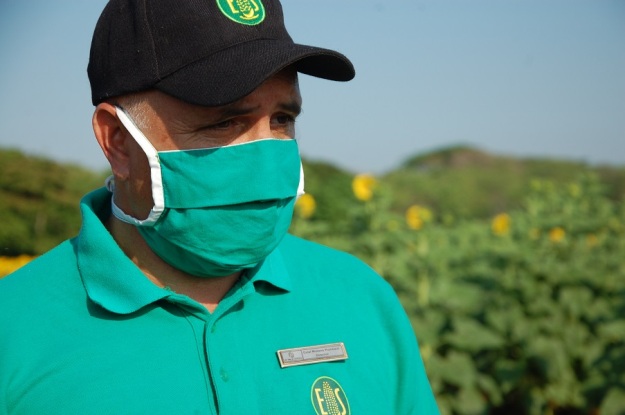 “El girasol es una experiencia nueva, cuyo destino será la producción de aceite y para alimento animal, precisa el director de la UEB Semillas Cienfuegos. / Foto: Karla Colarte