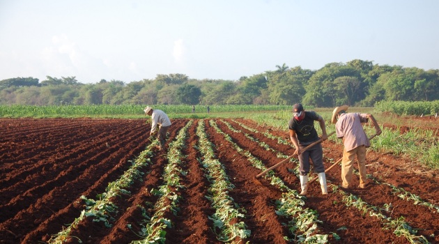 La finca dispone de 80 hectáreas para producir semilla registrada, agámica y botánica, de alto poder genético. / Foto: Karla Colarte.