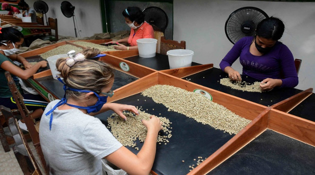 La escogida manual del grano permite rescatar el 98 por ciento del café apto para la exportación. /Foto: Modesto Gutiérrez Cabo (ACN)