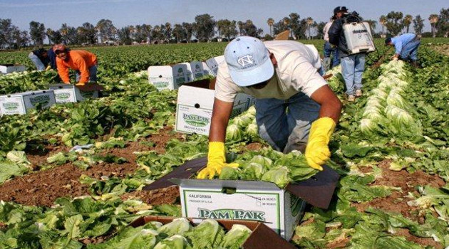 Cada año un millón de trabajadores eventuales encuentran empleo en labores agrícolas. /Foto: Internet