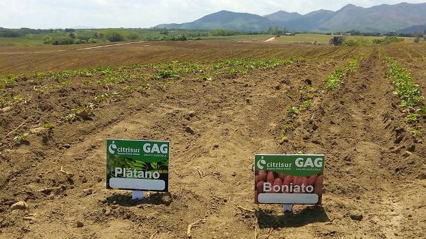 Empresa de Cítricos Arimao. Crecen áreas destinadas a la producción de cultivos varios. /Foto: Tay B. Toscano