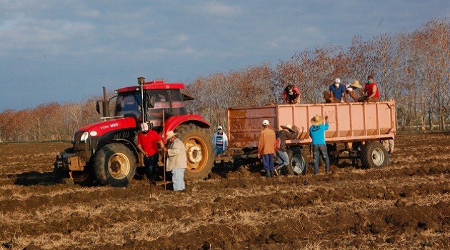 El polo productivo de Venero, en Aguada de Pasajeros, constituye una de las nuevas áreas agrícolas que se desarrollan en Cienfuegos. /Foto: Karla Colarte