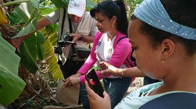 La lucha biológica es una tarea diaria en cada una de las formas productivas de la agricultura. / Foto: cortesía del DPSV.