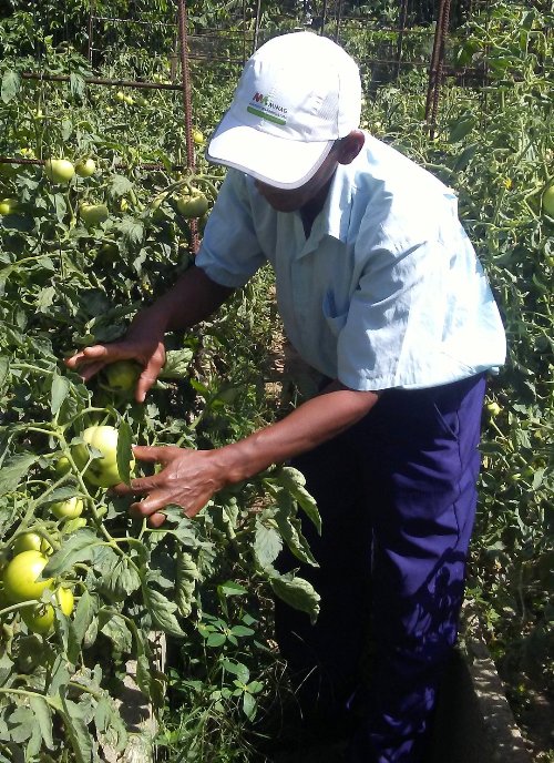 La lucha biológica es una tarea diaria en cada una de las formas productivas de la agricultura. / Foto: cortesía del DPSV.