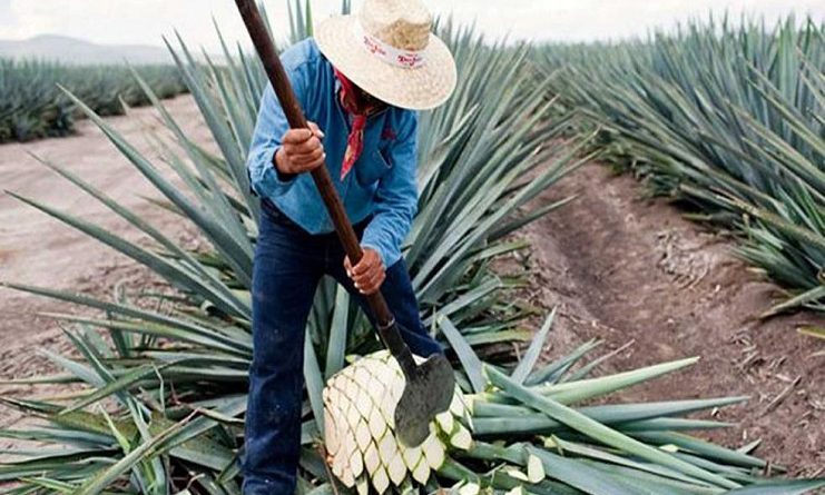 Agave tequila