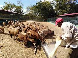 Cada especie requiere el manejo adecuado para su conervación y multiplicación./Foto: Trabajadores