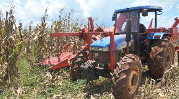 La producción de alimentos en la UEB Juraguá constituye un objetivo básico para enfrentar la temporada ciclónica y la etapa recuperativa pos COVID-19/ Foto: Juan Carlos Dorado