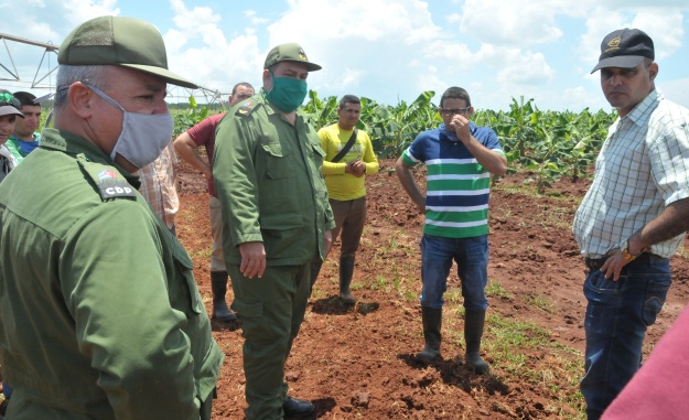 La producción de alimentos en la UEB Juraguá constituye un objetivo básico para enfrentar la temporada ciclónica y la etapa recuperativa pos COVID-19/ Foto: Juan Carlos Dorado