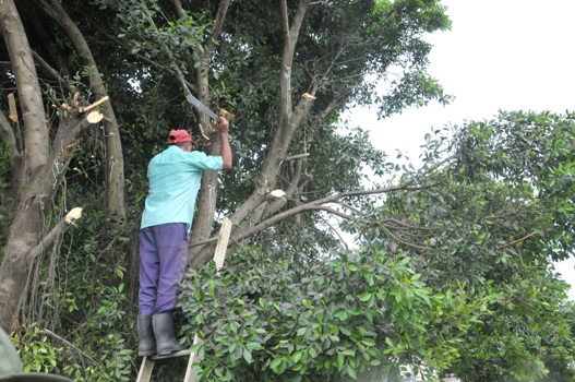 La poda de árboles estuvo entre las actividades de reducción de riesgos y vulnerabilidades en el Consejo Popular Rafaelito, de la cabecera municipal de Cumanayagua./ Foto: Juan Carlos Dorado