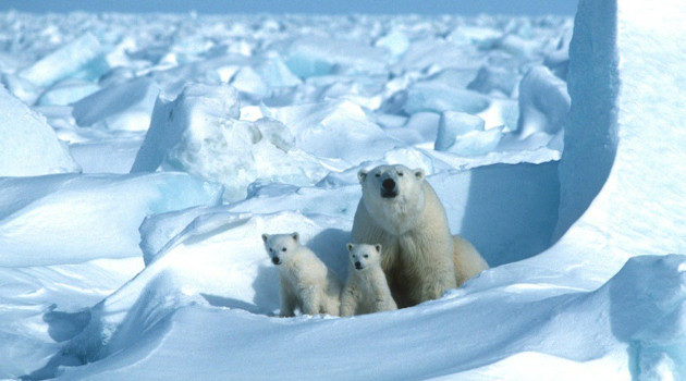 Una osa y sus crías en Alaska en 1985, en una foto divulgada por la ONG Polar Bears International el 17 de julio de 2020. /Foto: Steven C. Amstrup (AFP)
