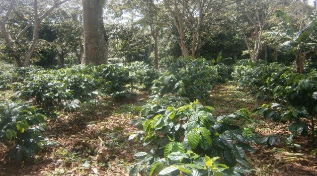 Cafetal en área de fomento. /Foto: Mireya