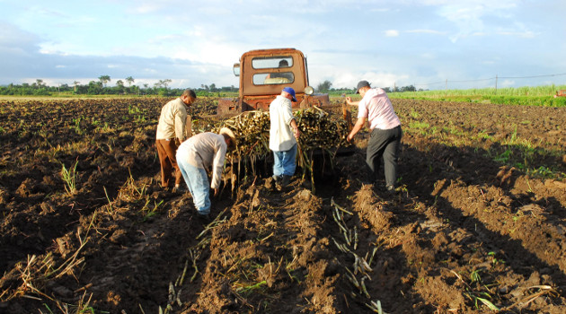 El compromiso para 2020 es redondear las 9 mil 440 hectáreas sembradas al finalizar el año. /Foto: Juan Carlos Dorado
